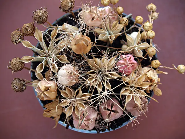 우아한 말린된 꽃 꽃다발 — 스톡 사진