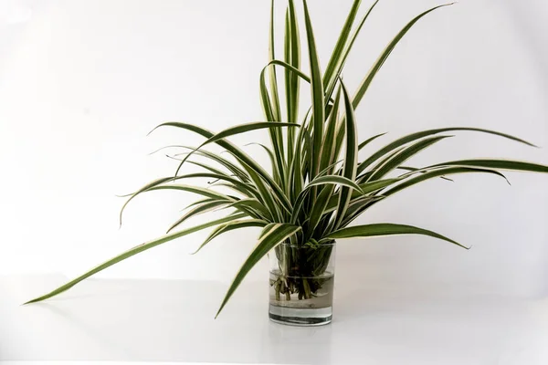 Groene Plant Stengels Wortelen Een Glas — Stockfoto