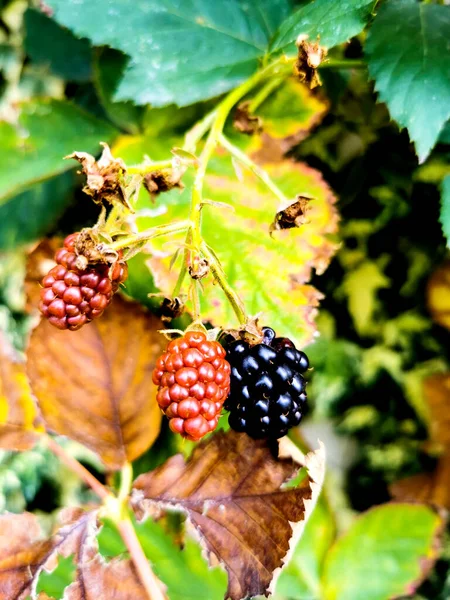 Ostatnie Jeżyny Sezonu — Zdjęcie stockowe