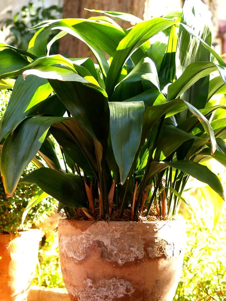 Aspidistra Elatior Cast Iron Plant Bar Room Plant Stock Image