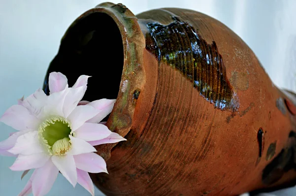 Olla Cocodrilo Flor Día — Foto de Stock