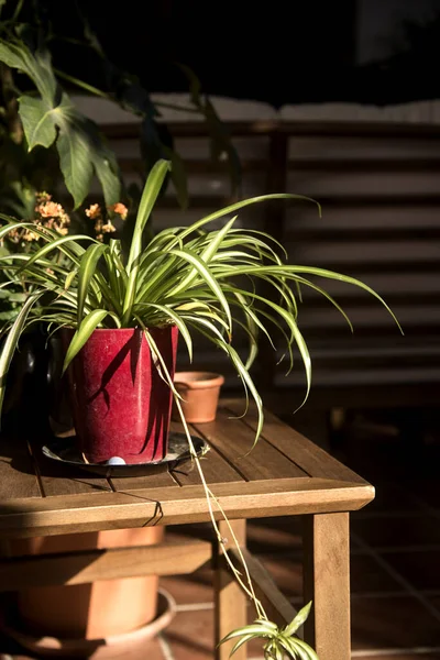 Decoración Navidad Aire Libre Con Poinsettia — Foto de Stock