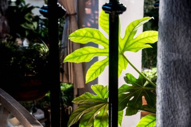 Pencereden bahçeye bakıyorum.