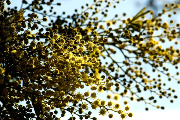 Mimosa Timpurie Cer Senin — Fotografie, imagine de stoc