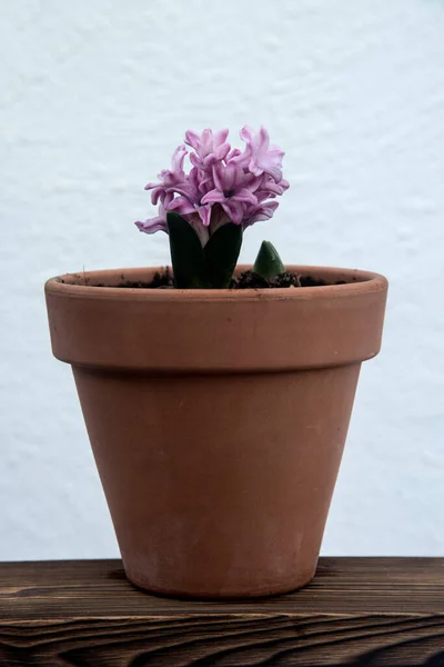 Pink Hyacinth Opening Clay Pot — Stock Photo, Image