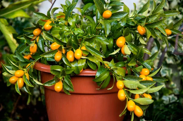 Piccolo Arancio Arance Ovali Una Pentola Foto Stock