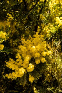 Açık bir kış gününde canlı mimoza.