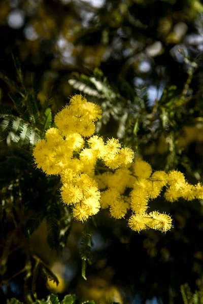 Vibrante Mimosa Una Giornata Limpida Inverno — Foto Stock