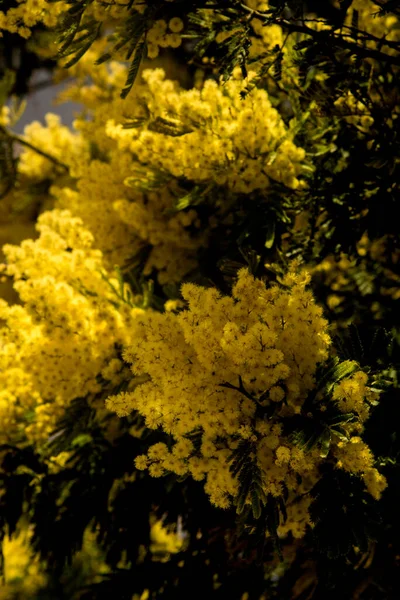 Vibrant Mimosa Clear Day Winter — Stock Photo, Image