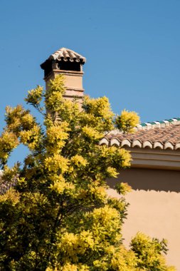 Dalların üzerinde sarı mimoza çiçekleri.