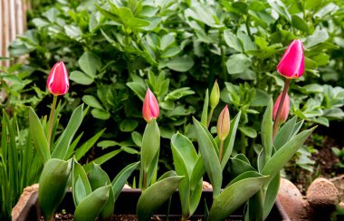 Bahçede yeşil arka planda pembe zarif laleler