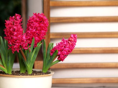 Soyut ahşap arka planda pembe sümbüller