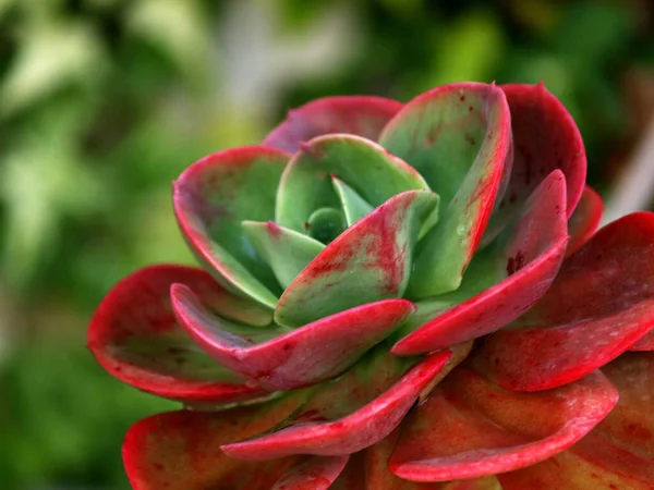 succulent plant with rose shape colorful