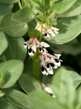 Geniş fasulye daldaki bahçede çiçek açtı.