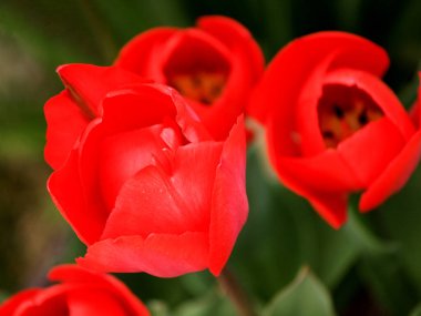 Önplanda kırmızı laleler grubu