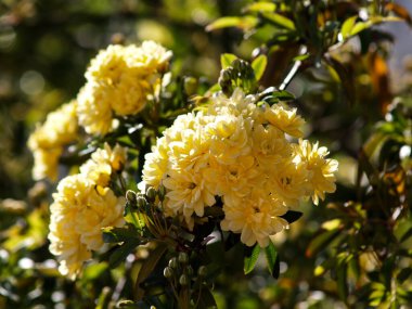 Lady Banksiana 'nın dalında küçük sarı güller