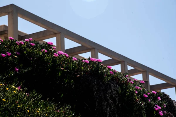 building stucture and pink flowers of succulent plants full sun