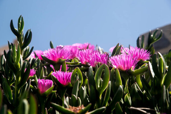 pink flowers of succulent plants full sun