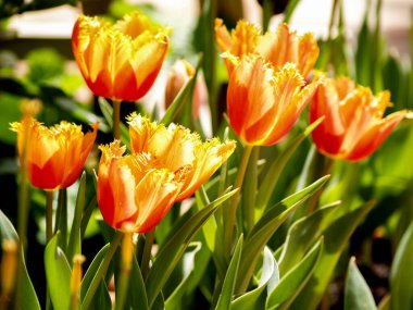 Yeşillikte canlı laleler