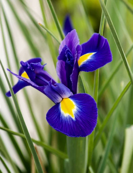 Isolated Blue Iris Garden — Stock Photo, Image
