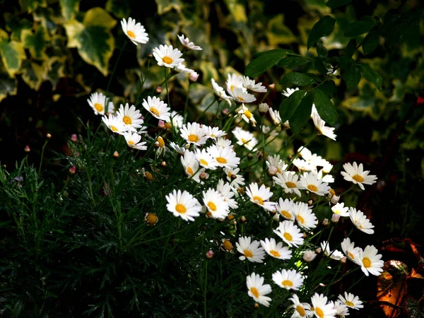 White Daisies Garden Greenery — Stock Photo, Image