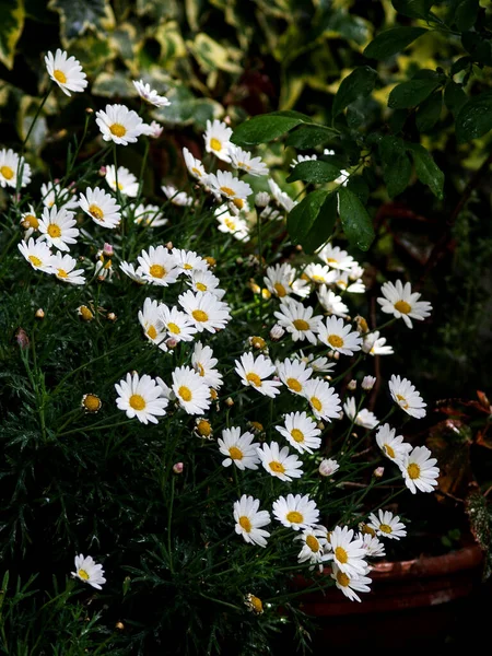 在绿地的花园里 白色的雏菊 — 图库照片