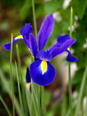 Bahçede mavi göz doğal