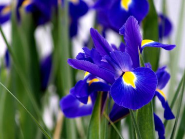 Bahçede mavi göz doğal