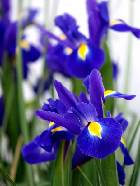 Blue Iris Natural Garden — Stock Photo, Image