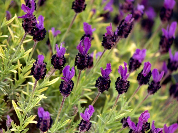 Lavanda Flor Jardim — Fotografia de Stock