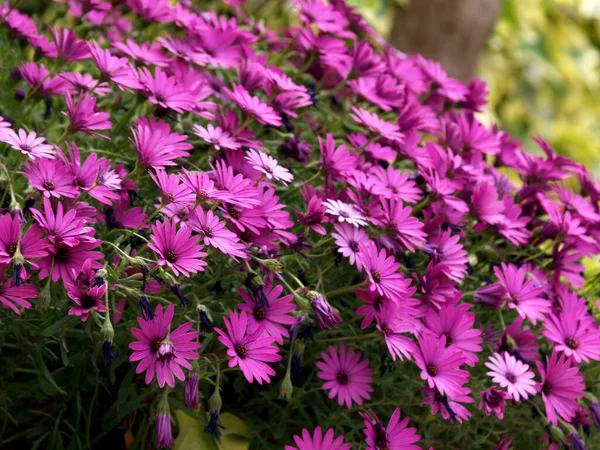 Daisies Cape Bunch Garden Royalty Free Stock Images