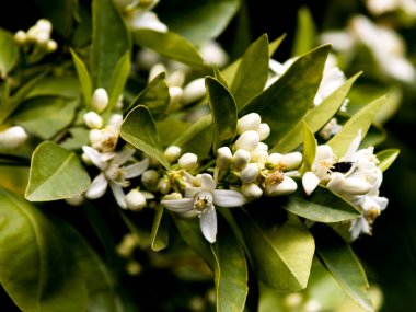 dalda portakal çiçeği