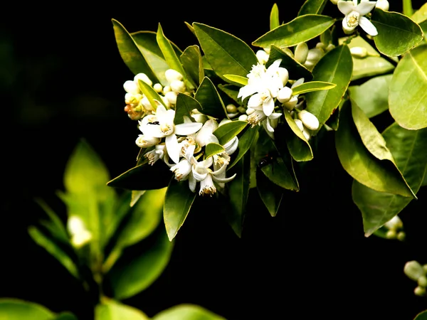 Fiore Arancio Sul Ramo — Foto Stock