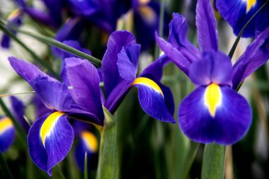 Iris bahçede, ön planda.