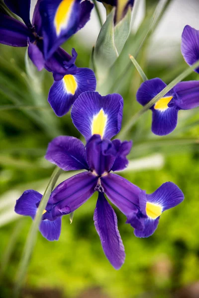 Iris Garden Foreground — Stock Photo, Image