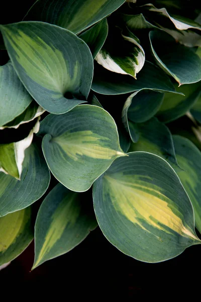 Hostas Variegata Φύλλα Στον Κήπο Πλήρη Ήλιο — Φωτογραφία Αρχείου