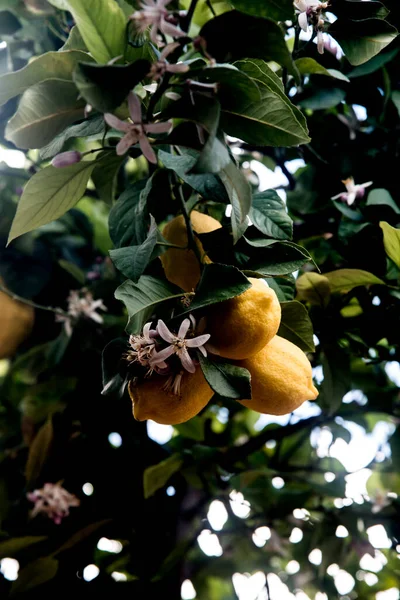 Limonero Floreciente Limones Maduros Colgando Rama — Foto de Stock