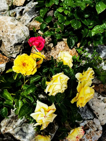 Rosas Jardín Graznidos Rocas — Foto de Stock