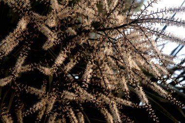 açık dracena çiçekleri, dracaena refleksi angustifolia
