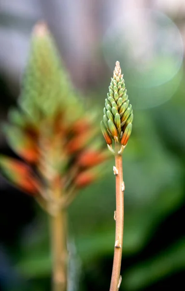 Aloe Vera Virág Elmosódott Háttér — Stock Fotó