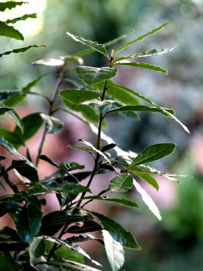 Bahçede defne dalları