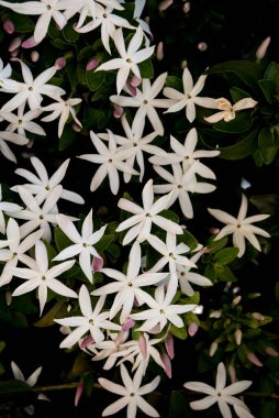 Güney Afrika yasemini çiçeklerle dolu.