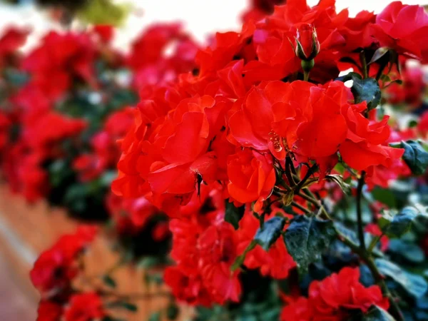 Rote Rosen Morgen Öffentlichen Garten — Stockfoto