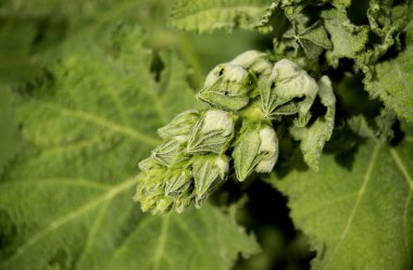 bitkinin üzerinde kraliyet soğanı tomurcukları