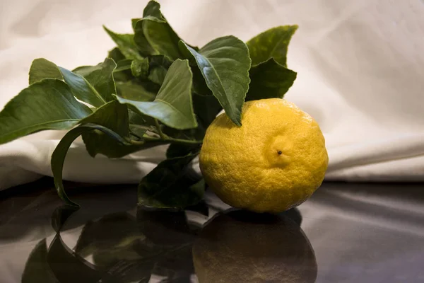 抽象的な生地の背景に葉を持つレモンの枝でまだ生活 — ストック写真