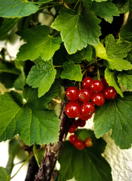 Red Currants Branch Garden — Stock Photo, Image