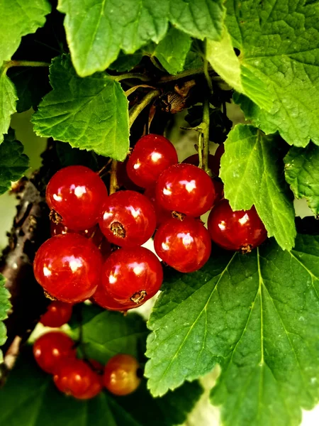 Bahçedeki Dalda Kırmızı Frenk Üzümü — Stok fotoğraf