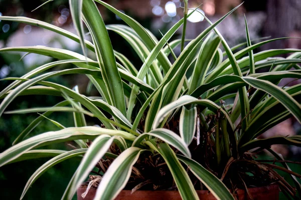 Chlorophytum Pot Efekt Bokeh Obraz Stockowy