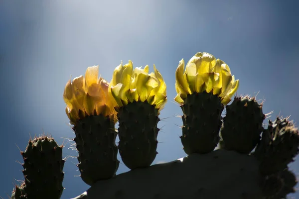 Pricklu Peren Tak Verlicht — Stockfoto