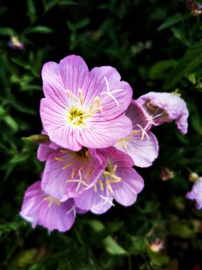 Oenothera Rosea, aynı zamanda pembe akşam çiçeği olarak da bilinir.